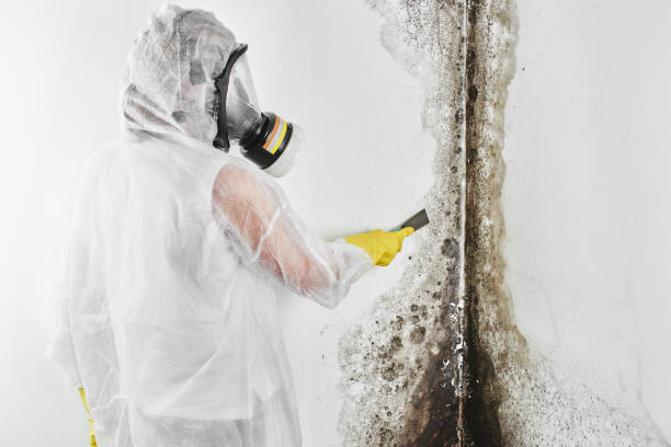 Best Insurance-Related Mold Remediation in First Mesa, AZ