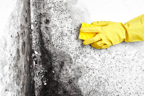 Best Attic Mold Remediation in First Mesa, AZ