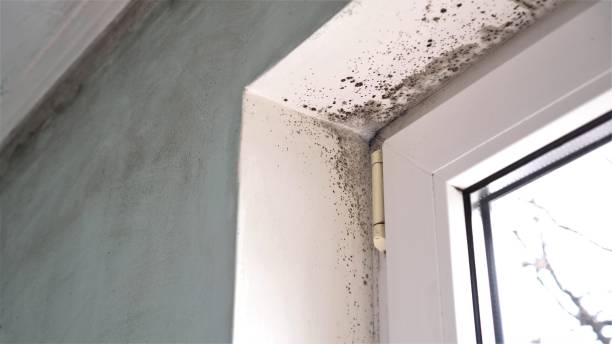 Best Post-Flood Mold Remediation in First Mesa, AZ