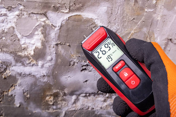 Best White Mold Remediation in First Mesa, AZ